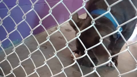 Potato 2y Pet Id 946743 kennel 22 HSSAZ shelter genuinely love this guy he's a hidden gem20250718877