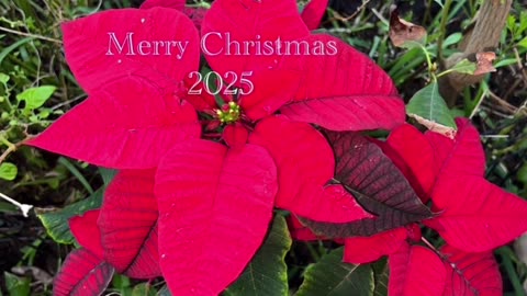 Merry Christmas 2025