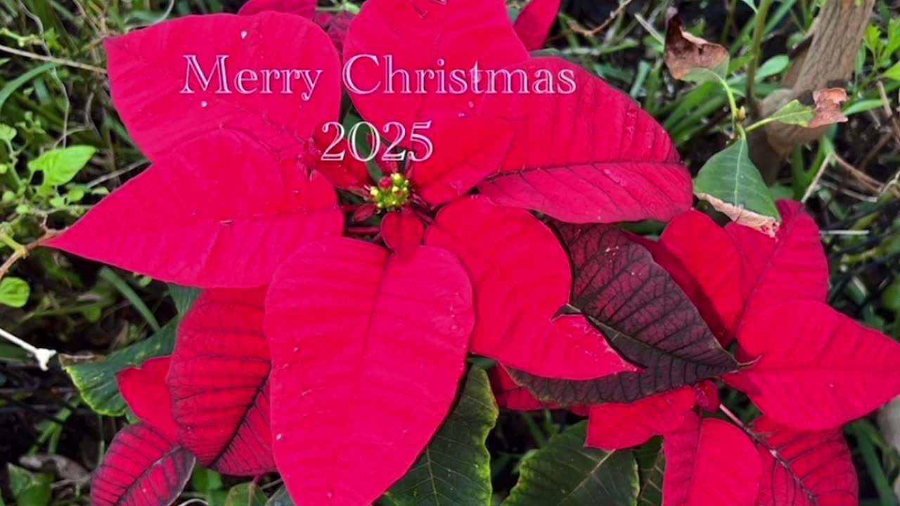 Merry Christmas 2025