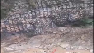 A fossil of a 50-foot saltwater crocodile was discovered in Australia after a storm