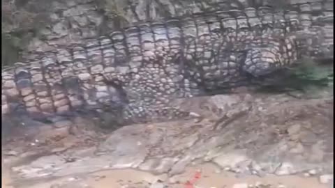 A fossil of a 50-foot saltwater crocodile was discovered in Australia after a storm