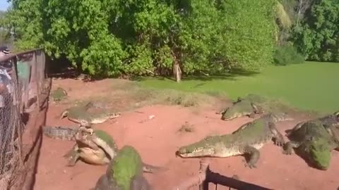 Crocodile Farm