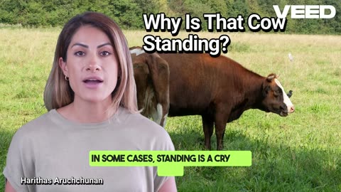 Why is That Cow Standing:Understanding the Silent Signals of Dairy Cows