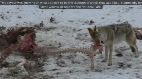 Yellowstone’s Winter Kill Zone ❄️🐺 Predators Fight to Survive!