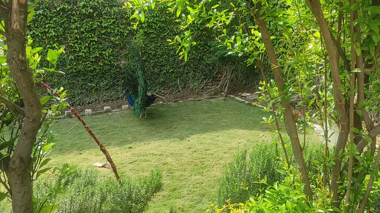 Beautiful peacock 🦚