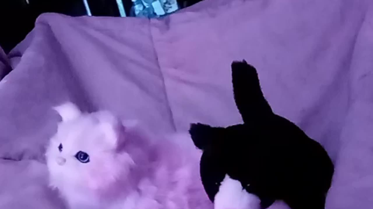 Conway's Master Plan.The Red Kitten. #1