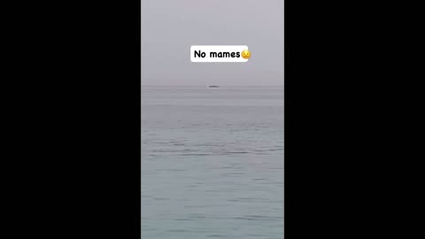Shark attack
