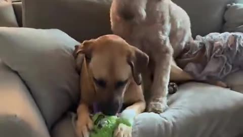 I didn't know about Toast! The dog with Narcolepsy!