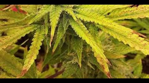 Manganese deficiency old youtube