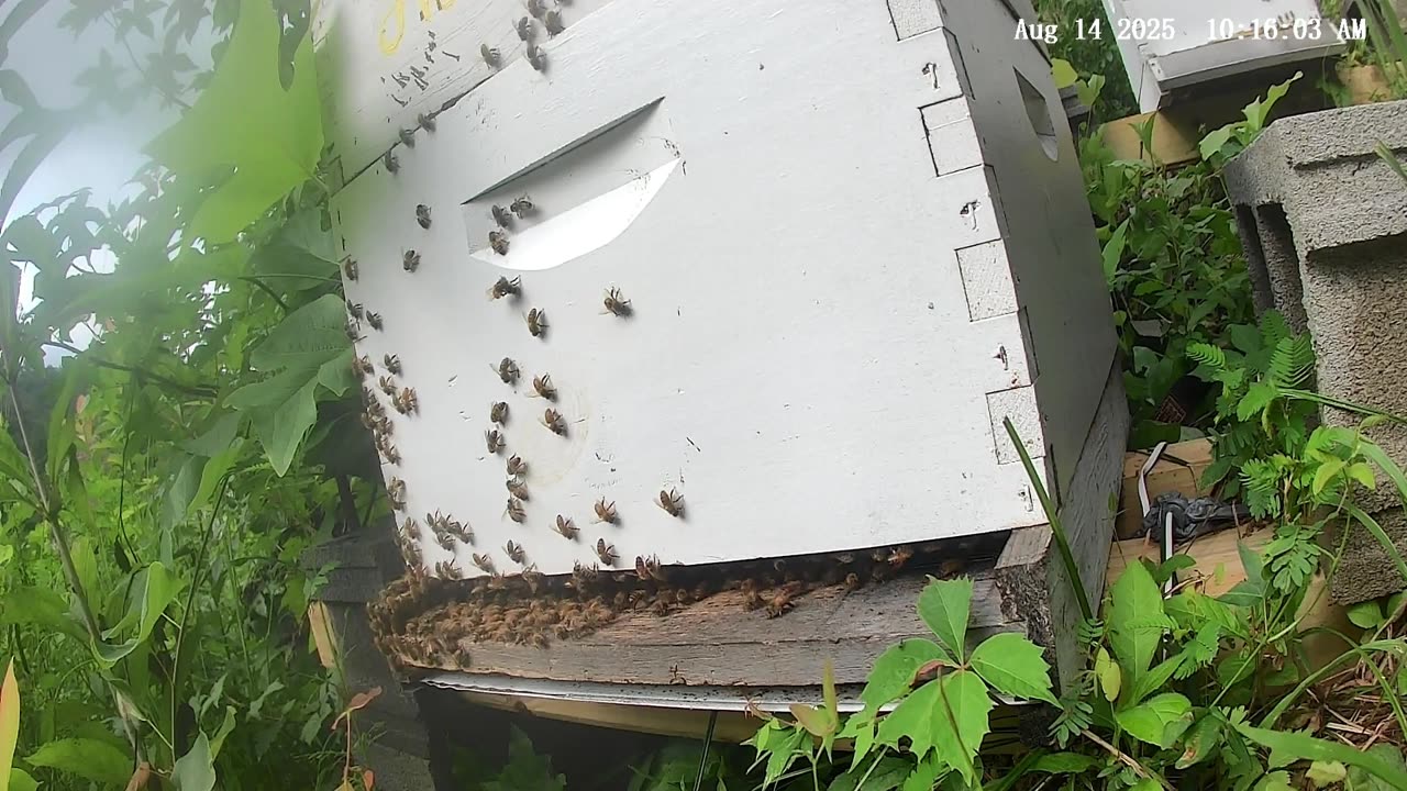 Bees on a Thursday Morning