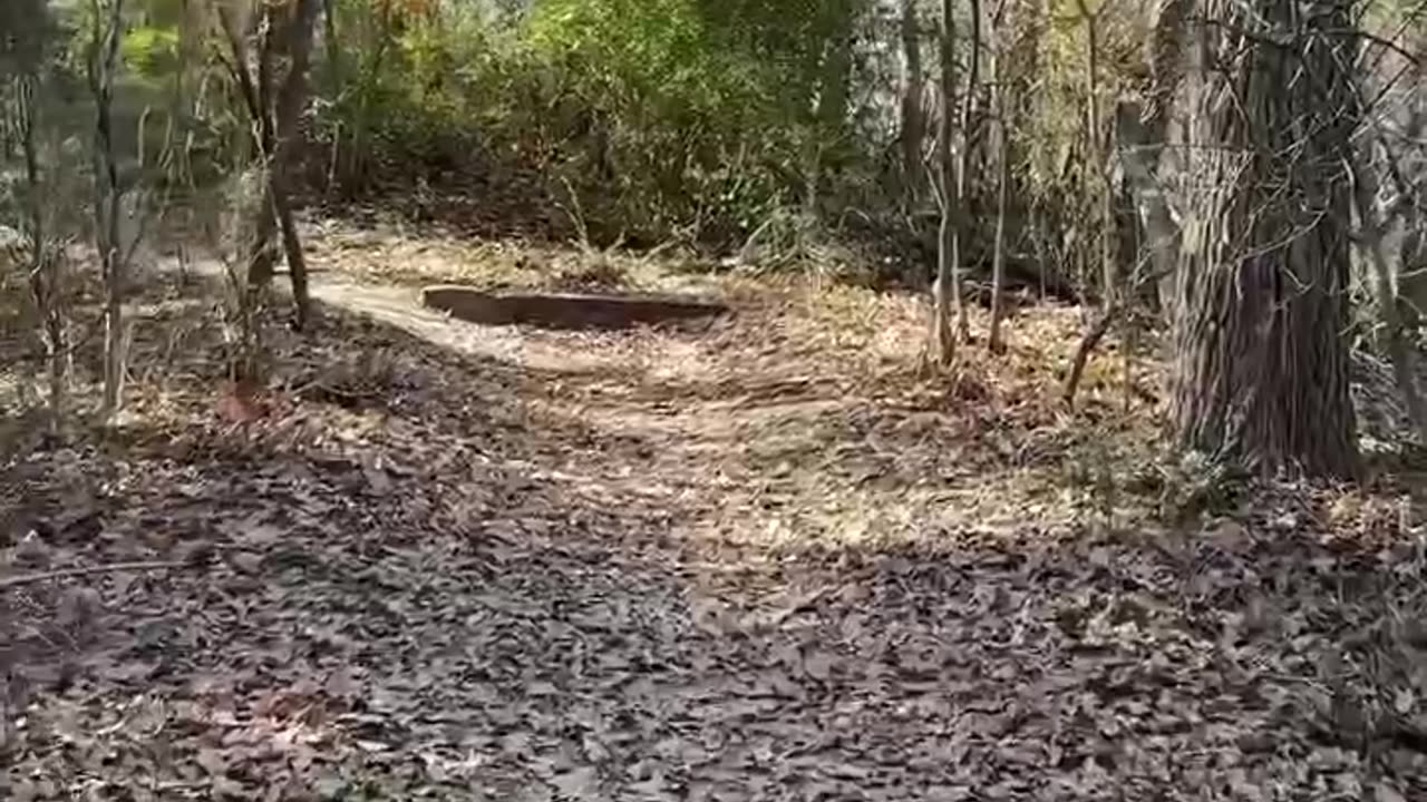 Walking in the forest changes your body chemistry.