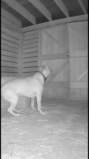 Door Smashes Open — Dog’s Reaction Is Unreal #CaughtOnCamera #DogReaction