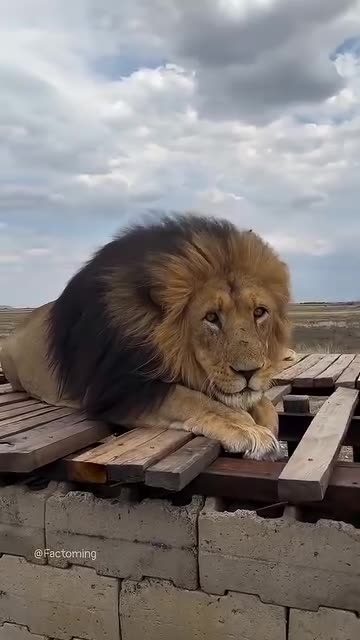 New Monkey Comedy Viral Video😂😁😘😂 #reelsvideoシ #viralreelsシ #