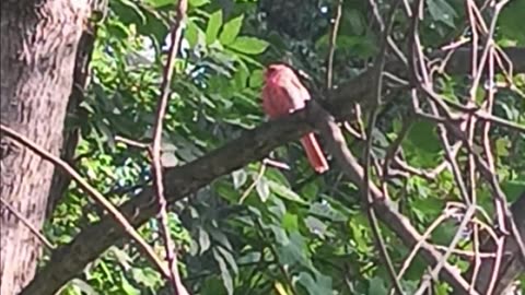 Northern Cardinal