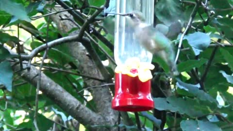 Hummingbird