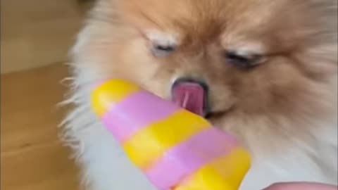 Dog eating ice-cream very very fanny video