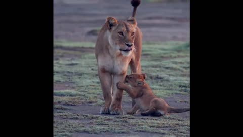 Faced with such a bear child, the mothers have nothing to do!