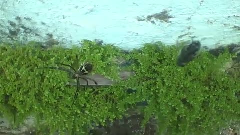 Garden spider watches its snack from a distance, the fly won't have a chance... [Nature & Animals]