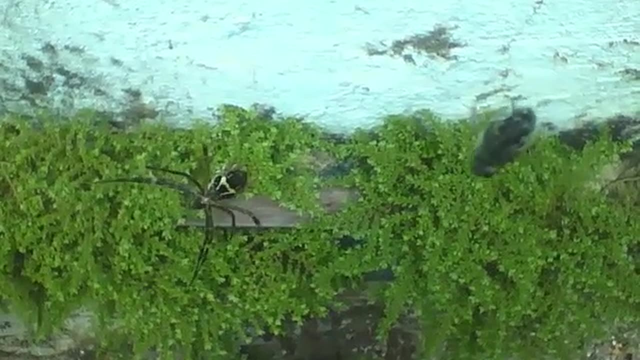 Garden spider watches its snack from a distance, the fly won't have a chance... [Nature & Animals]