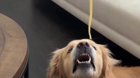 My Dog Eats Pregame Meal 😂😂