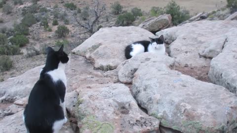 Our Cats #155 - Taking Little Breaks On Mountain Trails