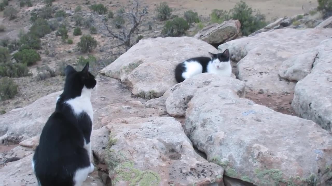 Our Cats #155 - Taking Little Breaks On Mountain Trails