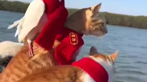 These cat can catch fish.