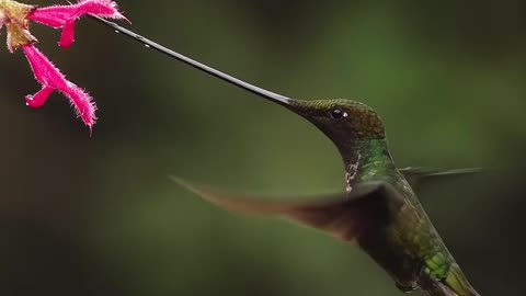 Swordbill hummingbird