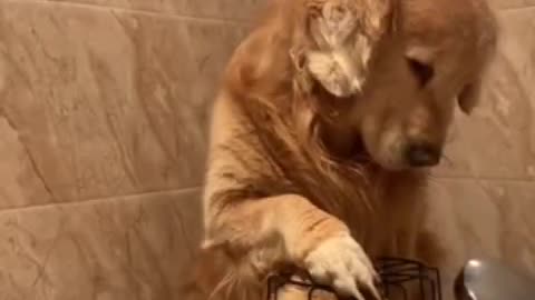 😍😍😘🔥 😍💦 FUNNY Animals and pet's💕😘 😘🔥 💕😘 😍💦 💦