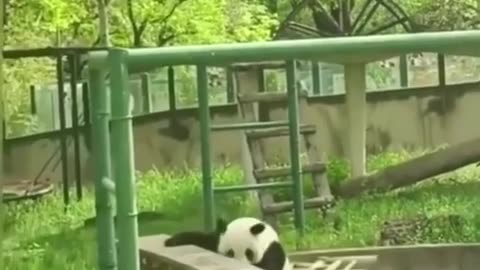 🐼🪑 The Funniest Panda Chair Dance Ever! | FunFM