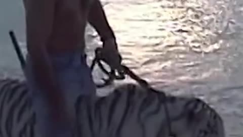 Tigers on public beach