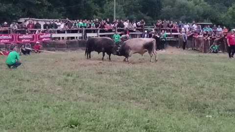 Zeko od Aldina i Mireta vs Rogeša od braće Salihović Srebrenik 2025