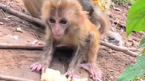 Dirty monkey baby