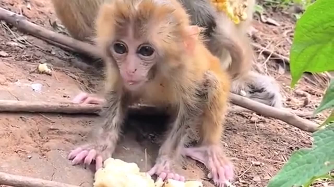 Dirty monkey baby