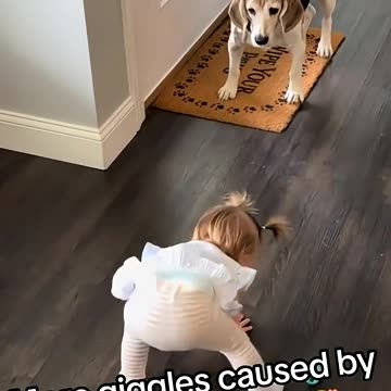 funny animals momment with babies