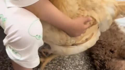 The puppy took mother hen's child in spite of her objection