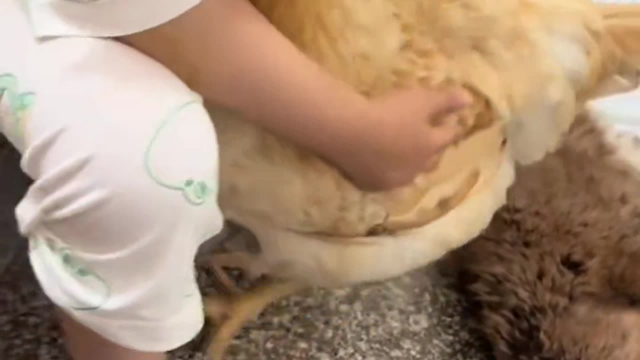 The puppy took mother hen's child in spite of her objection