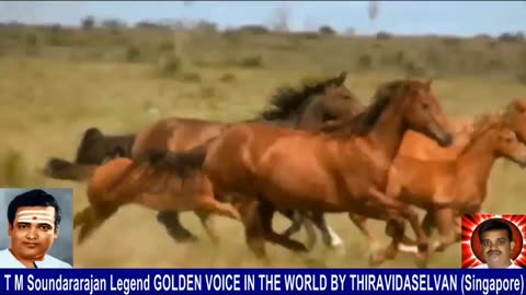Old Is Gold (evergreen) T M Soundararajan Legend Vol 234 Horse Song 7