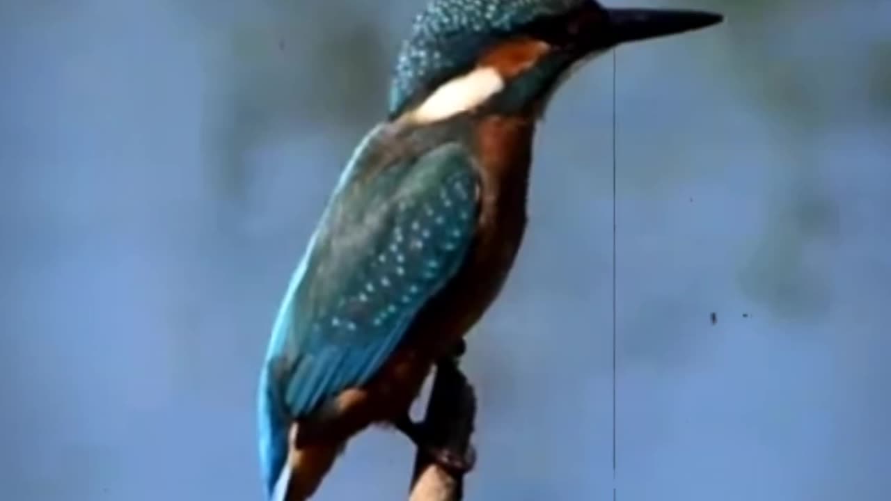 A Bird