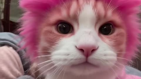 #dancemonkey #cat #catsinging #fyp