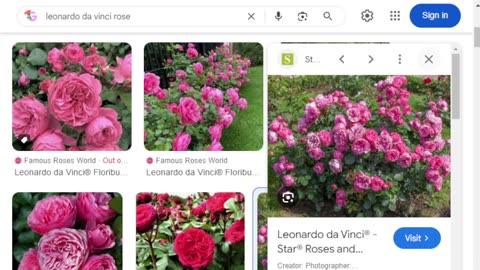 Best Blackspot Resistant Roses