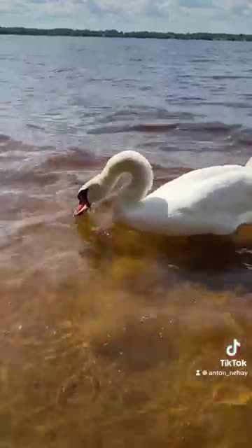 The swan takes the bread directly from his hands