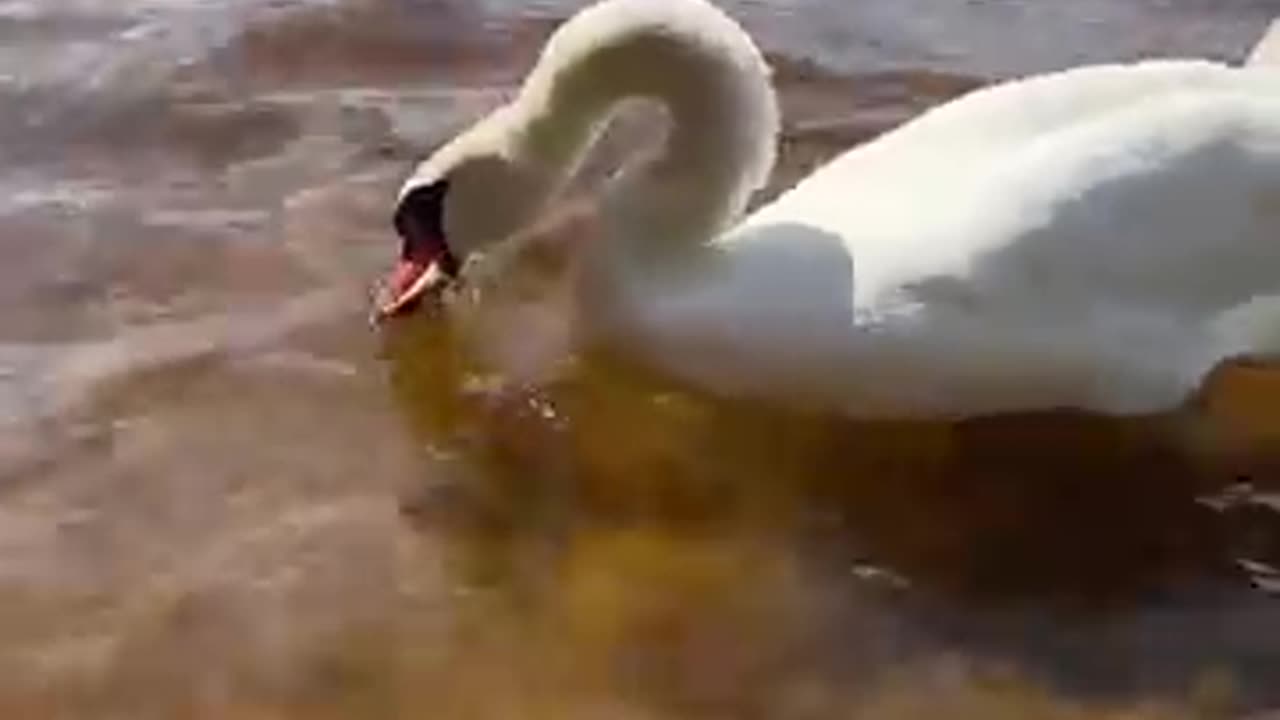 The swan takes the bread directly from his hands