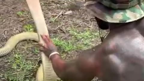King cobra