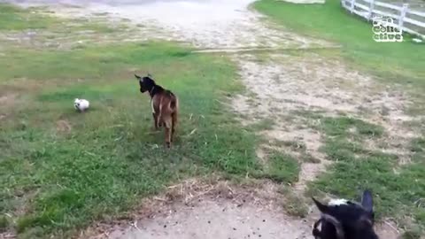 Funny Animals