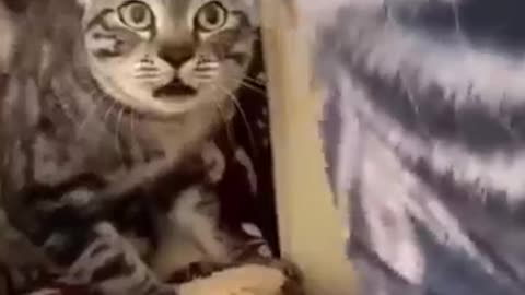 Mind Blowing Cat Reflexes Viral Video