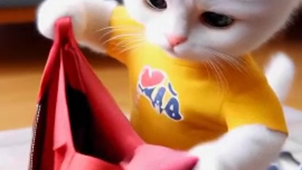 Mother is very angry at the cat part 1