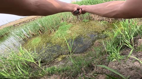 fishing in the swamp