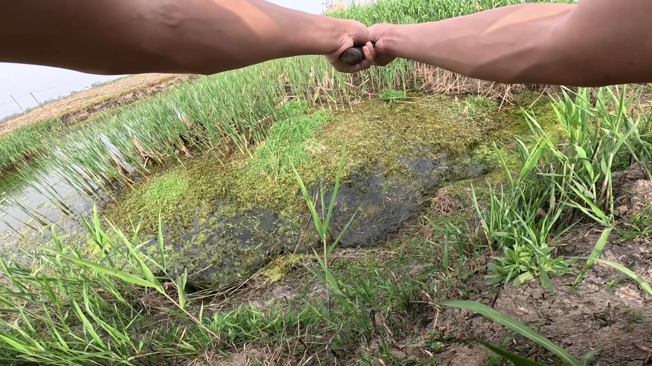 fishing in the swamp