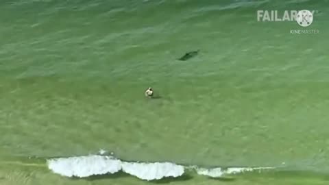 funny-animal-videos